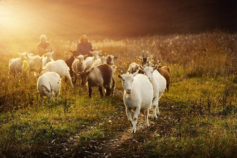 козы фото превью