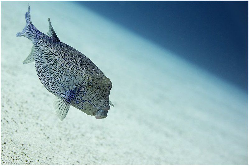 Красавчик Или Губки-магнит фото превью