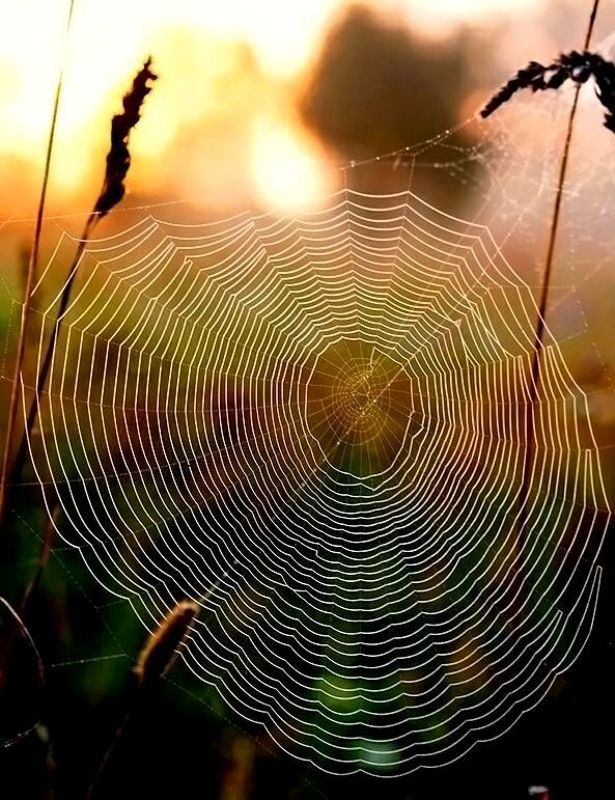 Шоколадный рассвет фото превью