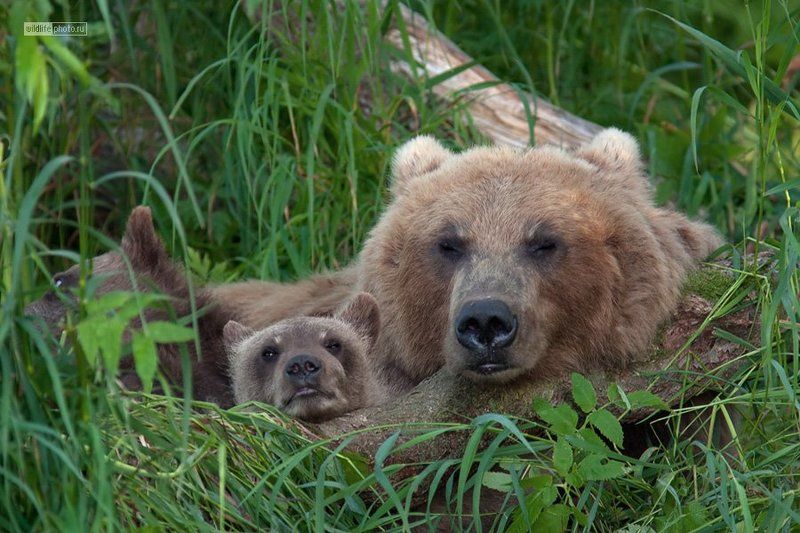 бурый медведь, курильское озеро, камчатка Не будите маму... фото превью