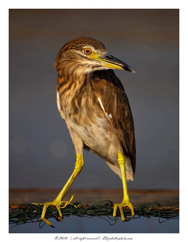 кваква, black, crowned, night, heron, израиль Молодая Кваква фото превью