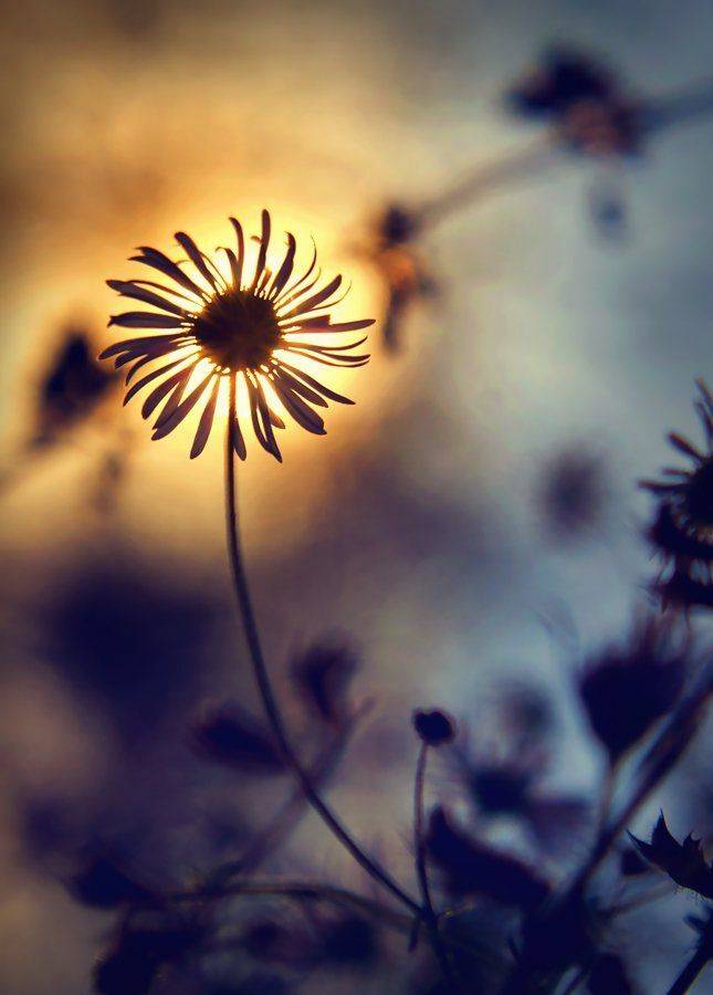 , Лана Тополева