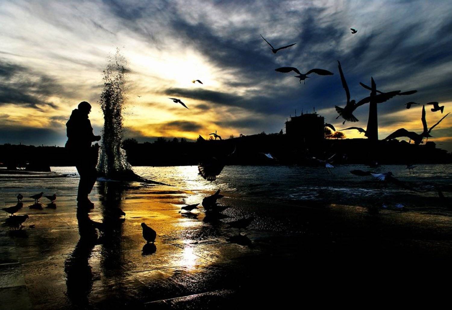 птицы, кормление птиц, Александр Борн