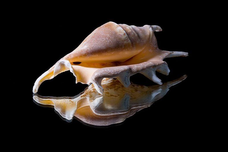 ракушки *** фото превью