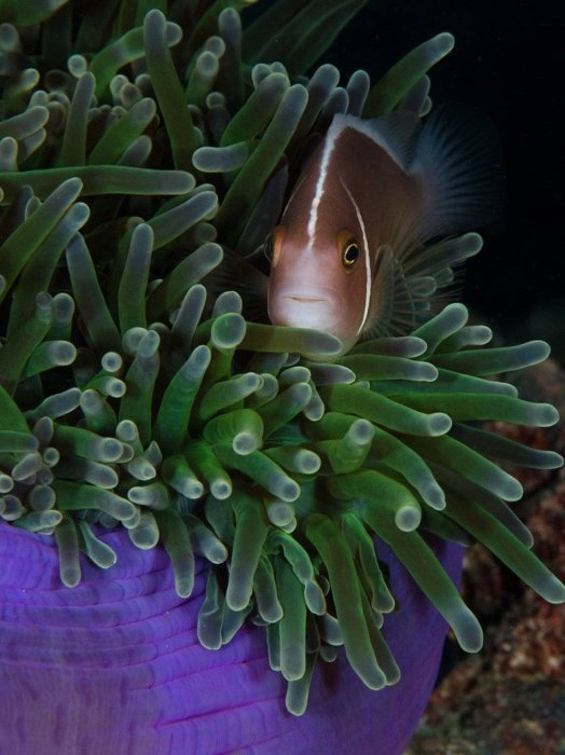 амфиприон, клоун, немо-фиш, underwater, Виктор Чистов