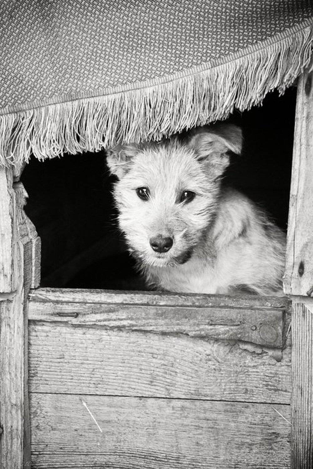 одинокая, собака, молча, смотрит, на, тебя, Костя