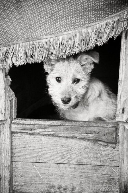 одинокая, собака, молча, смотрит, на, тебя *** фото превью