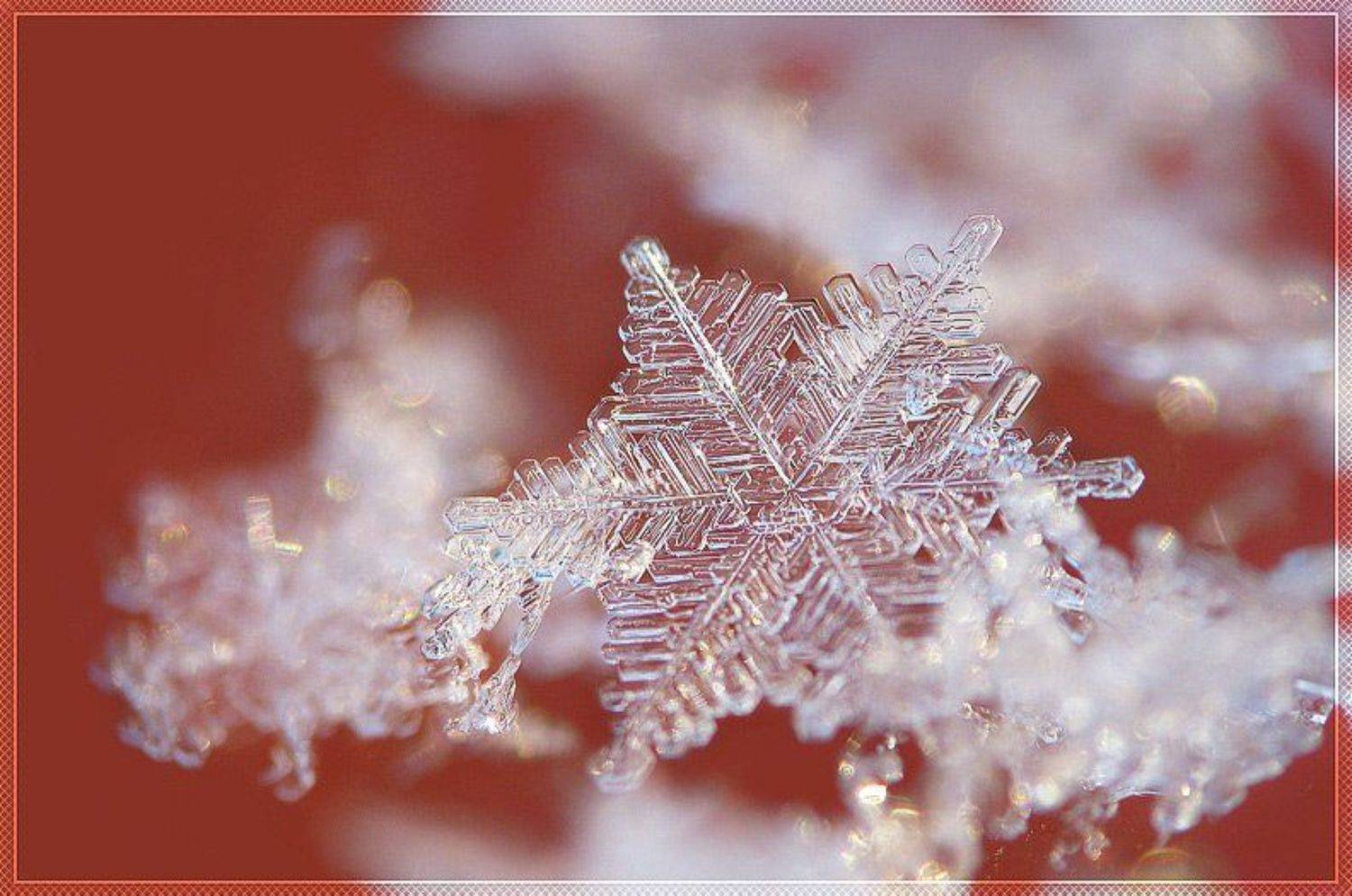 снежинка, макро, Елена Ворона