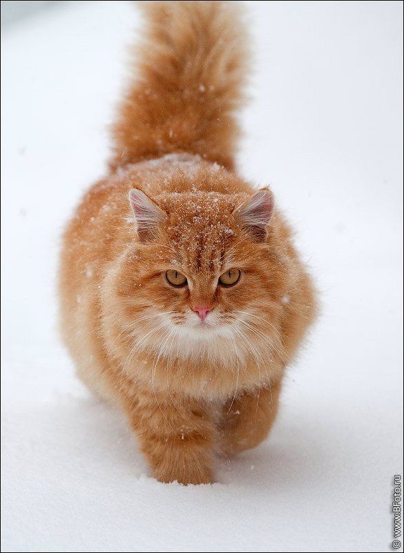 Рыжая кошка фото превью