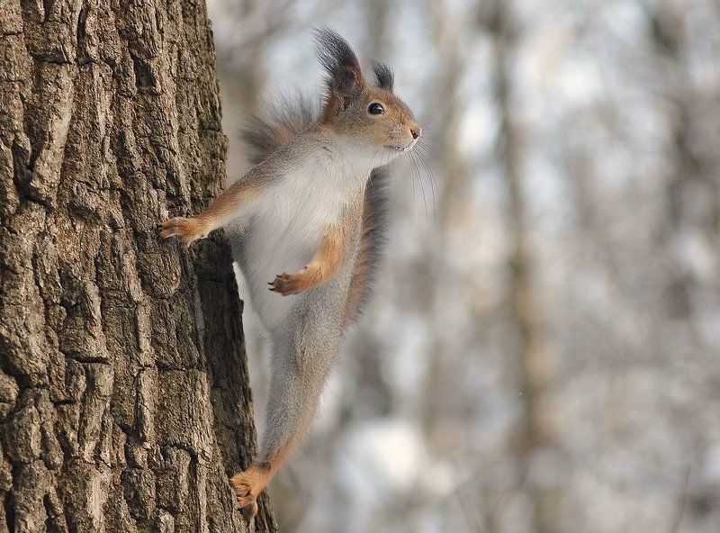 смотрящая вдаль фото превью