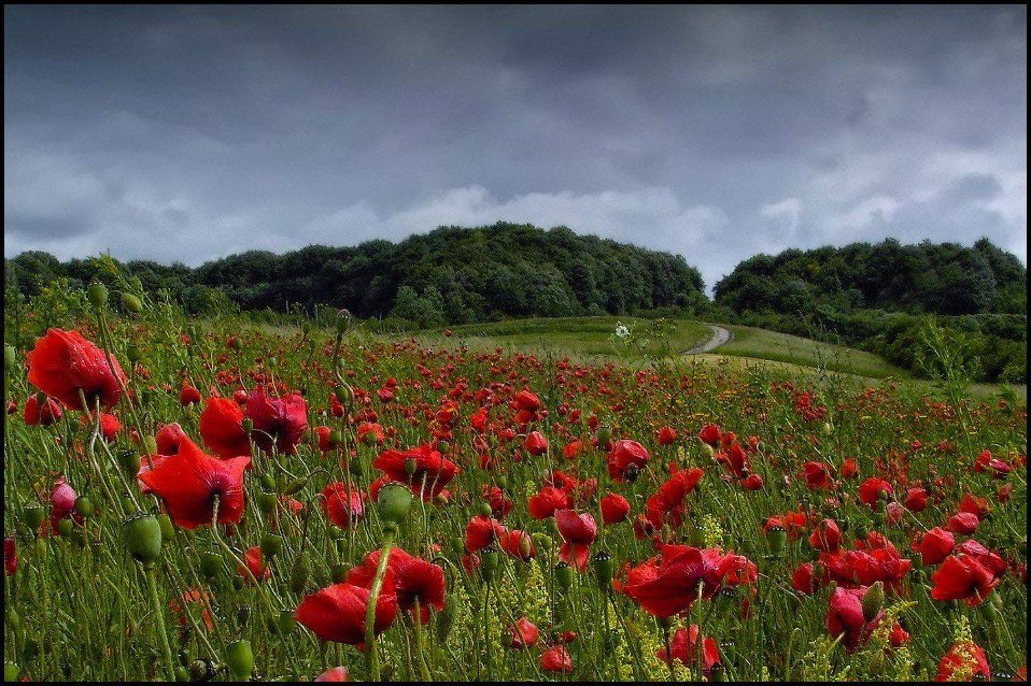 лето, поле, лес, маки дорога, Владимир