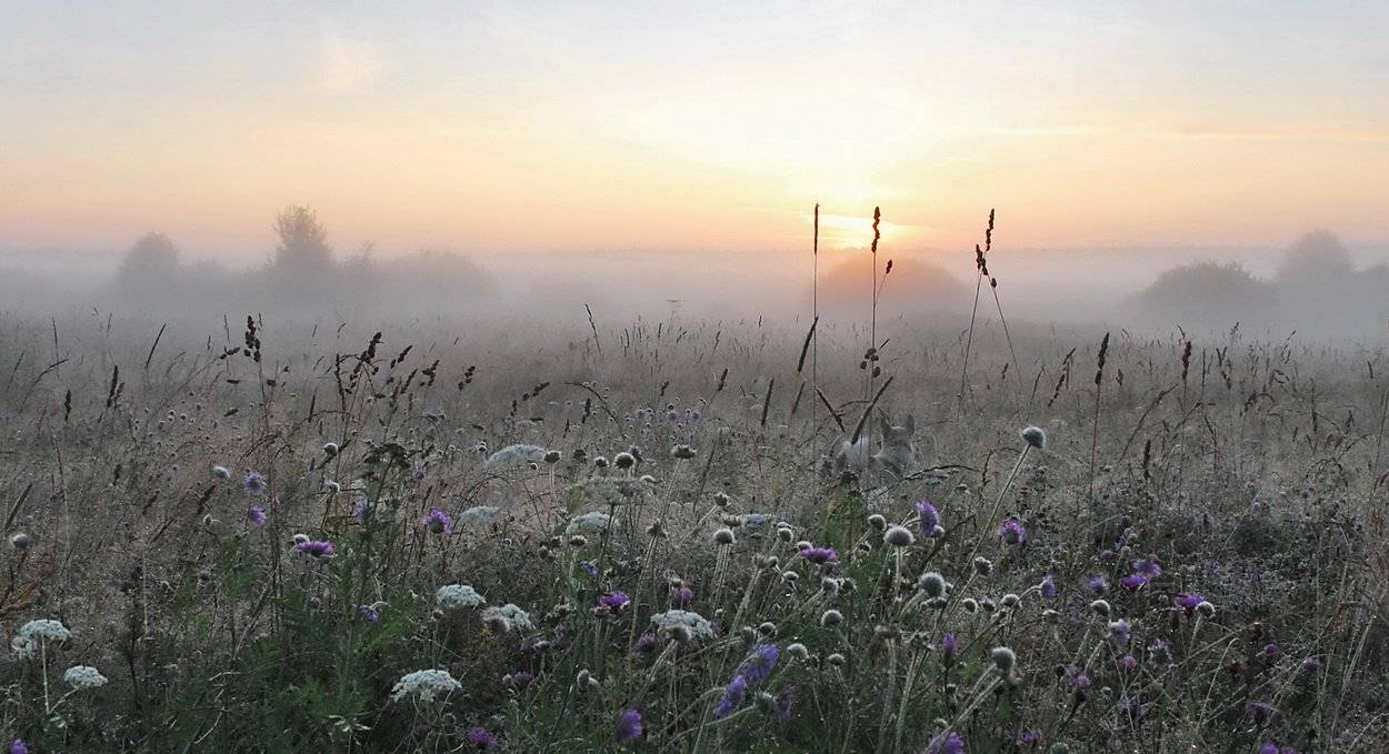 утро, рассвет,  солнце, туман, пес, Людмила Прокофьева