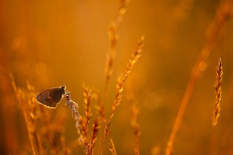 бабочка, вечер Среди оранжевых трав фото превью