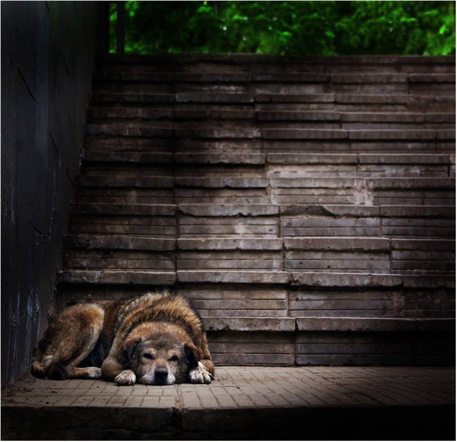 братья меньшие, домашние животные, собаки, Шуриман