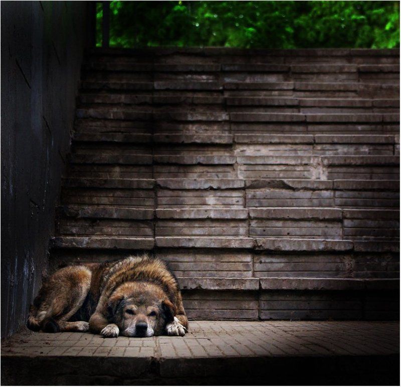 братья меньшие, домашние животные, собаки Ничей фото превью