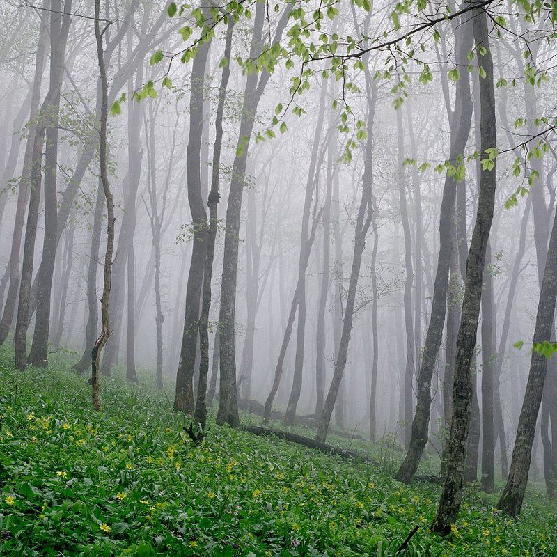 * фото превью