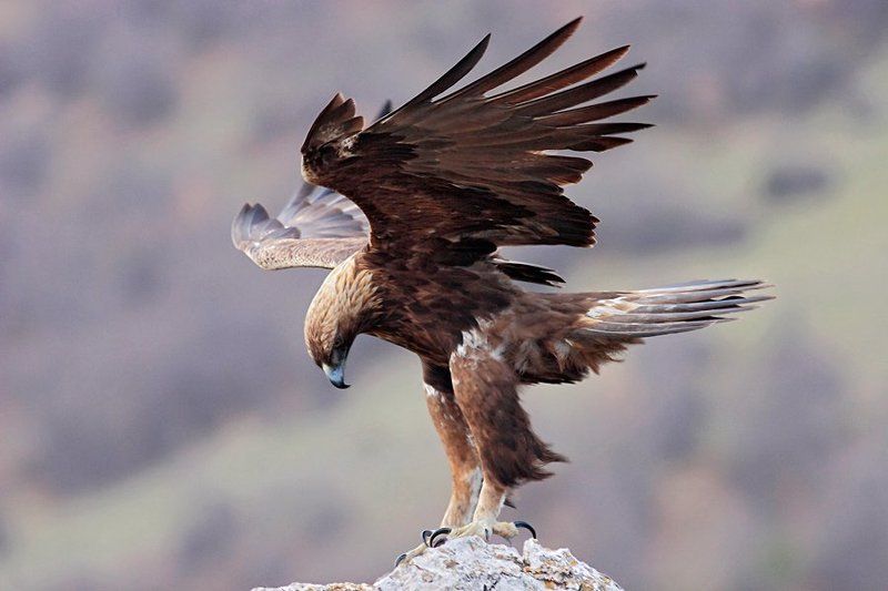 Golden eagle фото превью