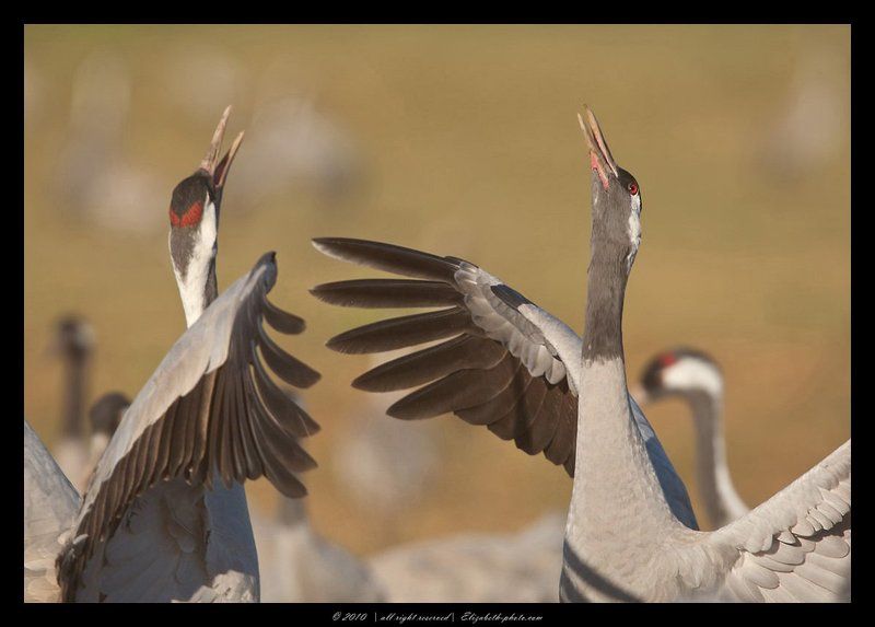 серый, журавль, grus, grus, ахула, израиль Серые журавли - Grus grus фото превью