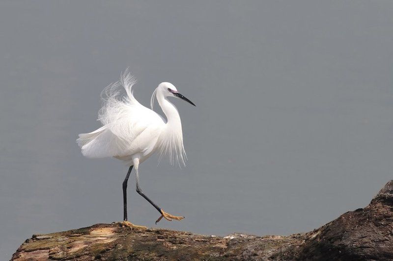 Gracia фото превью