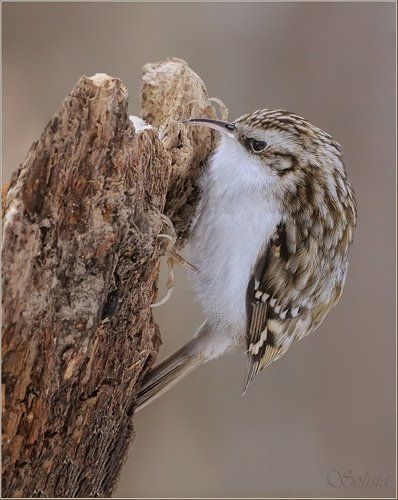 Хмурая тучка