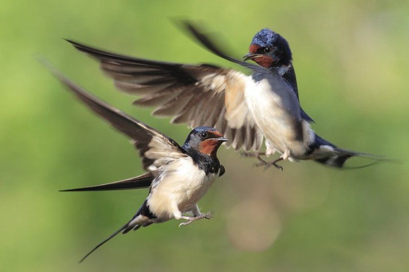 Wings фото превью