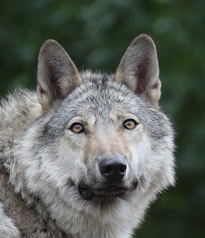 Волк (Canis lupus) фото превью