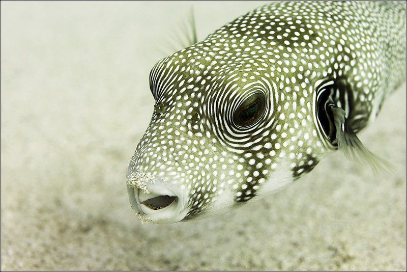 Скалозуб Или Ты, Вов, на грубость нарываешься... фото превью