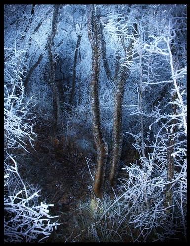 Сказочный лес