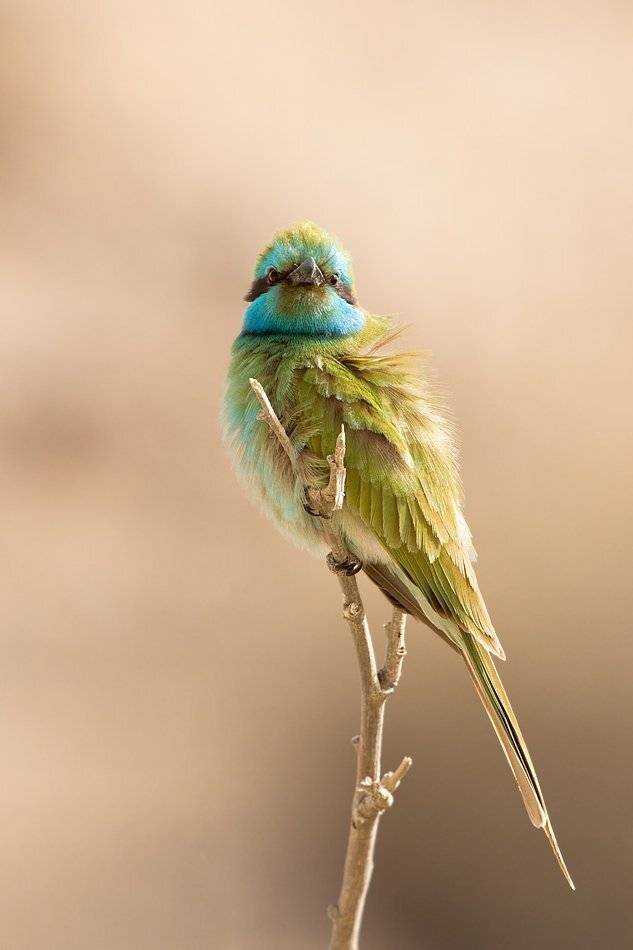 малая, зеленая, щурка, Alena