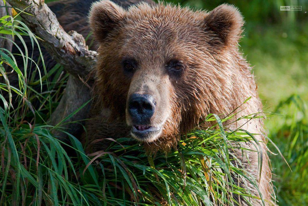 камчатка, бурый медведь, курильское озеро, Сергей Краснощёков