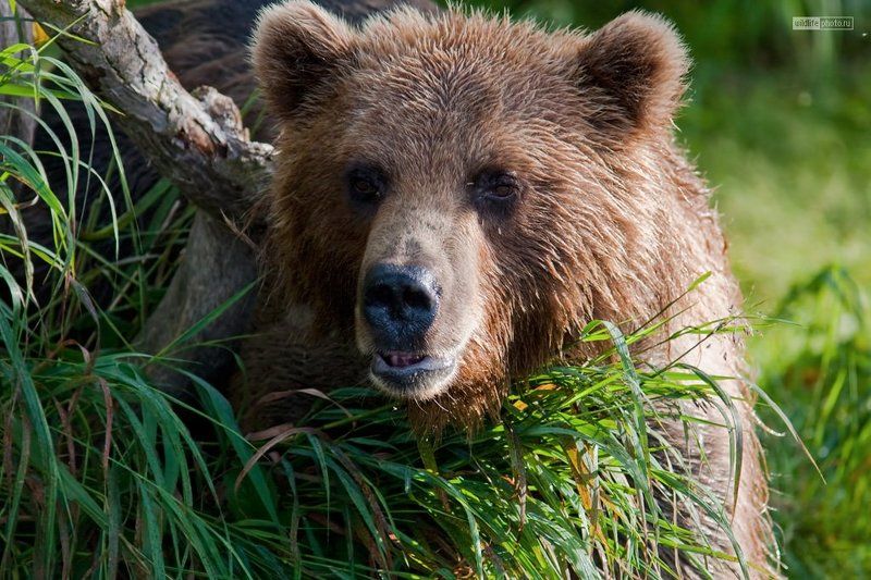 камчатка, бурый медведь, курильское озеро Михайло Потапыч фото превью