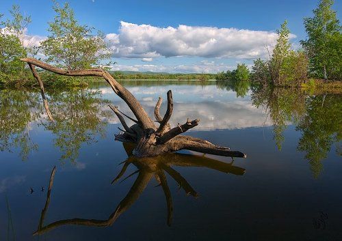В тихом омуте...