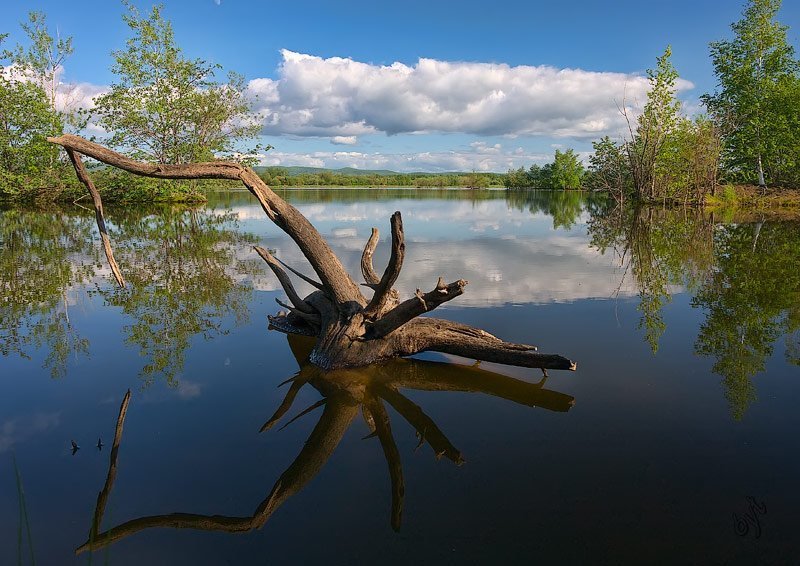 озеро, пень, рожки В тихом омуте... фото превью