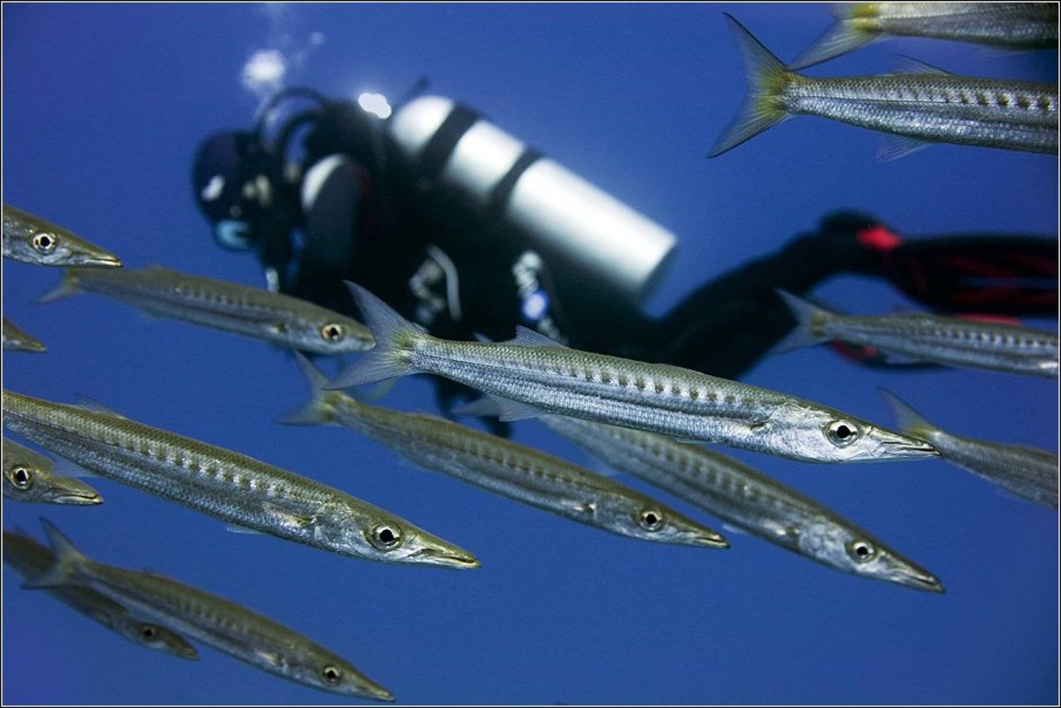 , Владимир Жданов