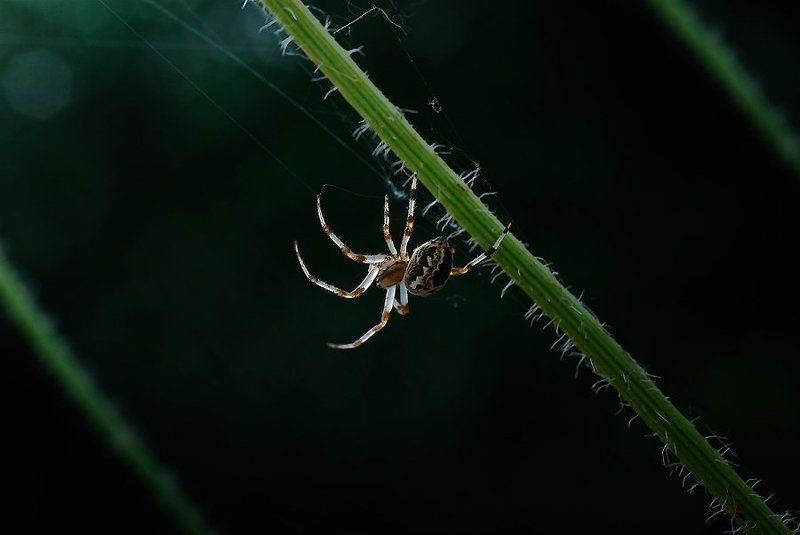 циркач фото превью