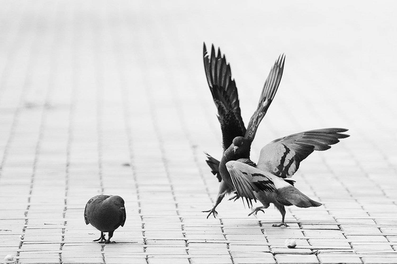 дуэль, Максим Юлдашев (maximyuldashev.ru)