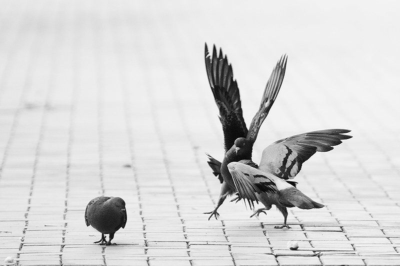 дуэль Дуэль фото превью