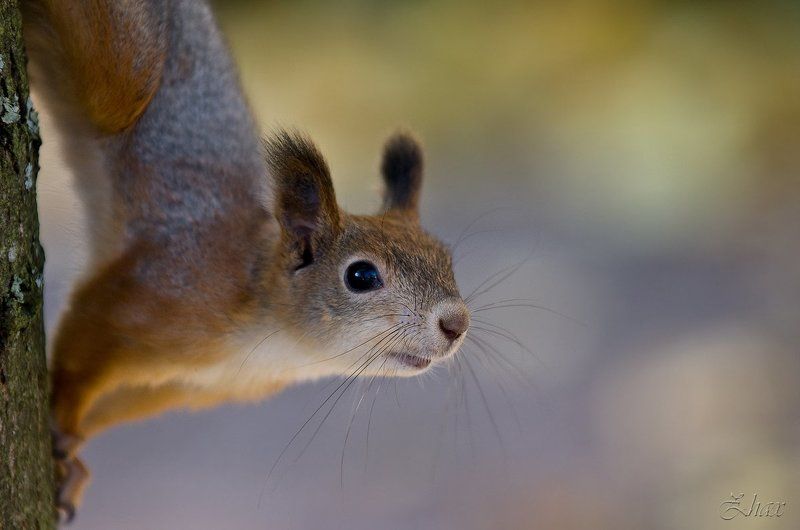 белка Любопытство фото превью