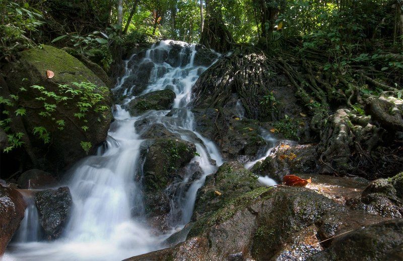 водопад Водопад в джунглях фото превью