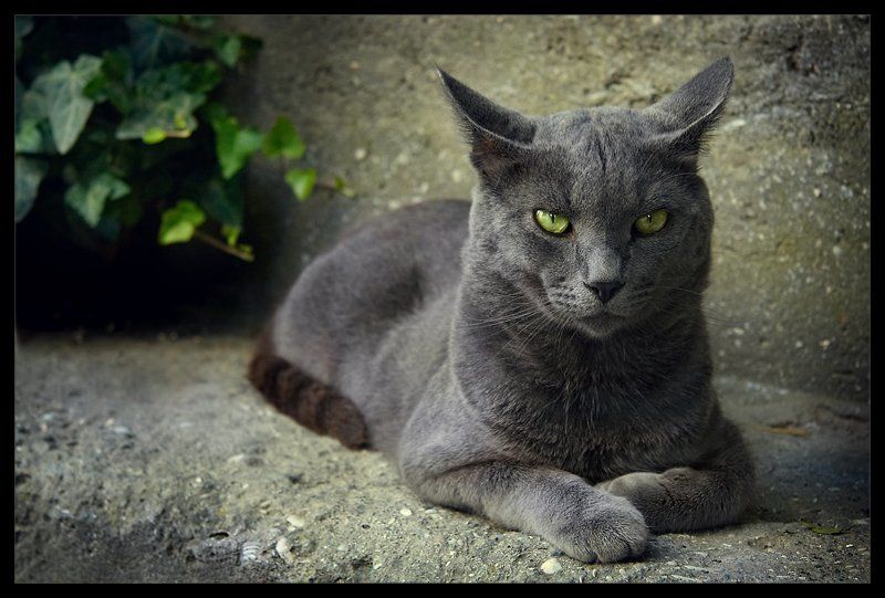 Спокойствие, тока спокойствие!(с) фото превью