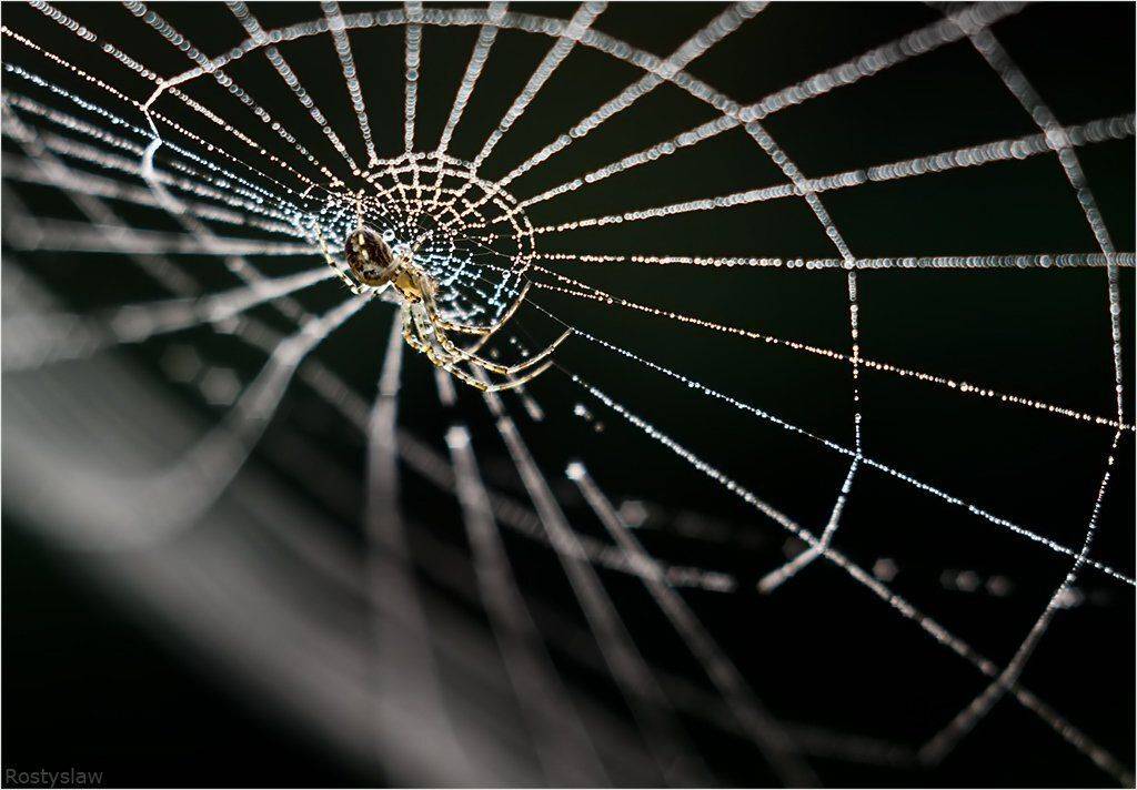 , Ростислав