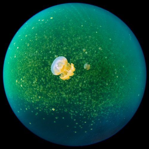 Планета Медуза #2