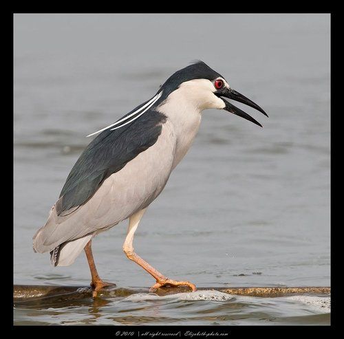 Кваква - Night heron