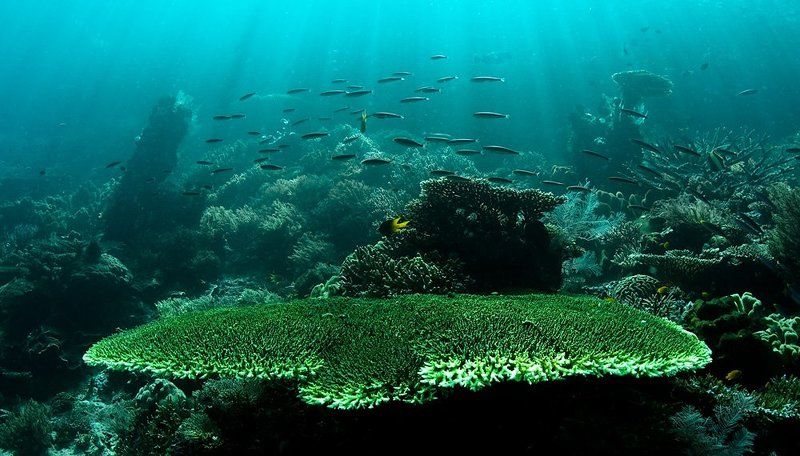 коралл, свет, underwater Сцена фото превью