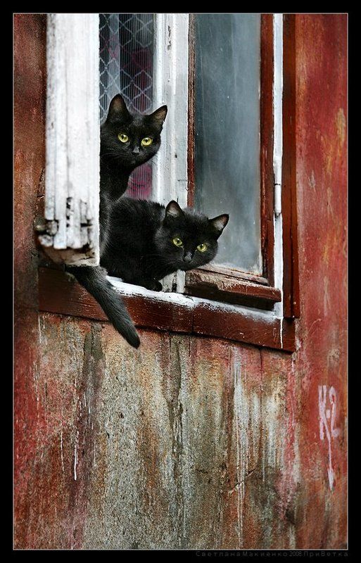 К-2 или кошачья работа фото превью