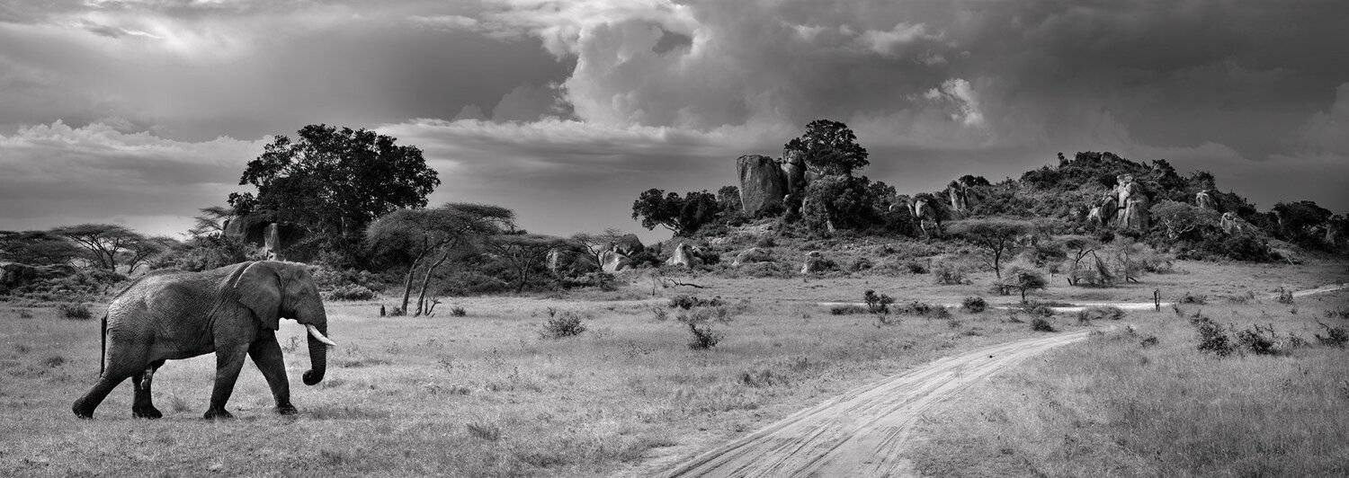 африка, саванна, серенгети, танзания, николай зиновьев, Николай Зиновьев