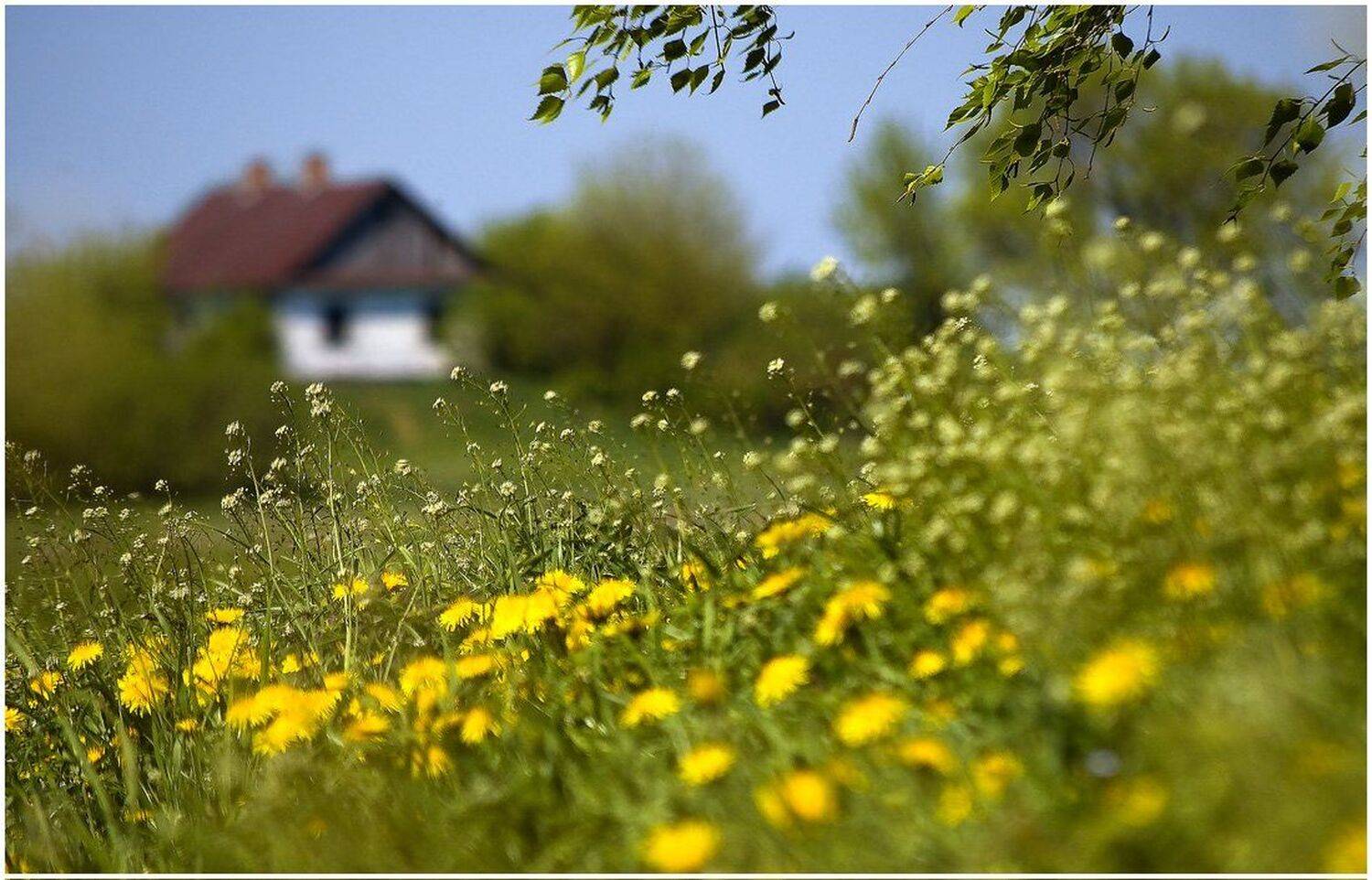 , Николай Шахманцир