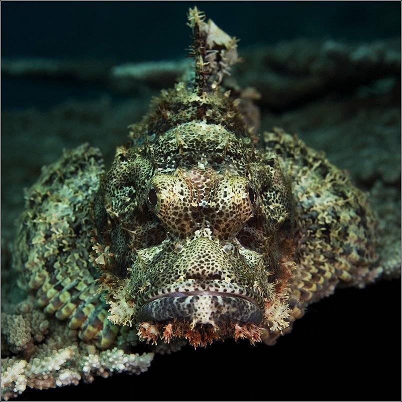 , Владимир Жданов