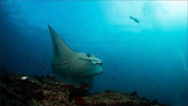 напомнило Мы летим, ковыляя во мгле ... фото превью