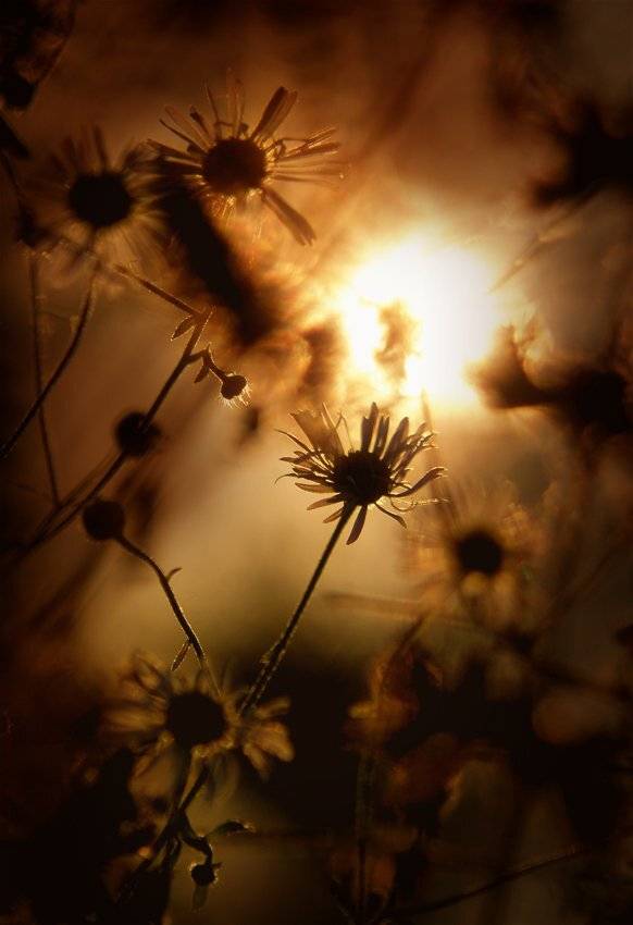 , Лана Тополева